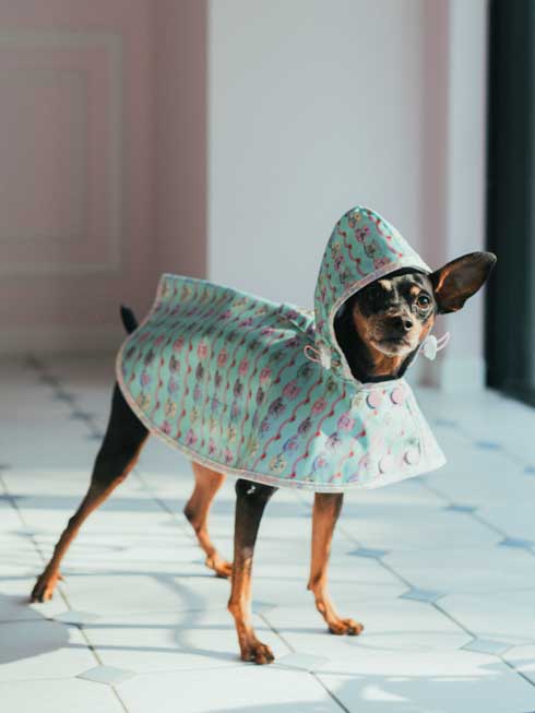 MARLEY RAE | レインコート - ミントティーカップ(犬用 / Mサイズ