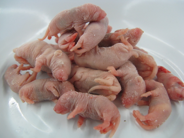 東京都板橋区の熱帯魚プロショップFISH JAPAN / 冷凍ピンクマウス L