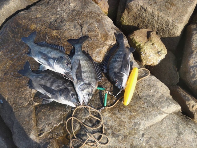 1/17南芦屋浜フカセ釣り釣果 M様ちぬ4枚(^^)/ | フィッシングマックス