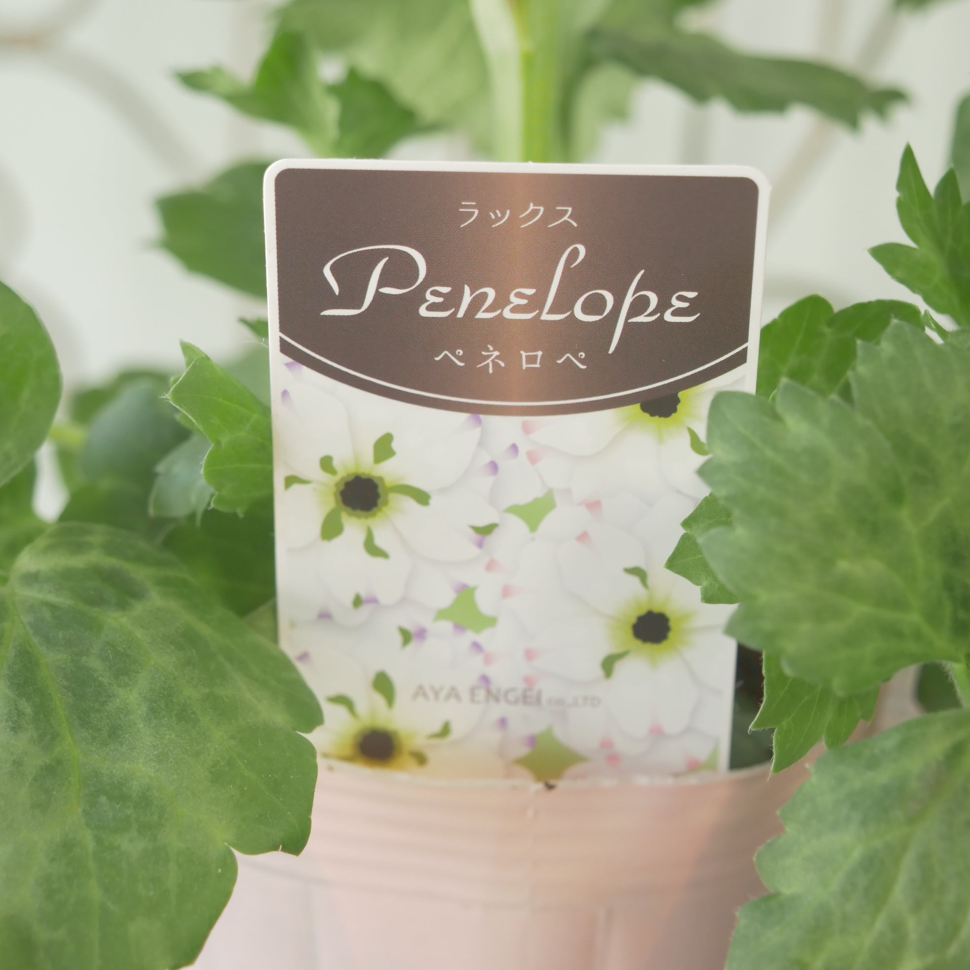 綾園芸さんオリジナル ラナンキュラスラックス【ペネロペ】 新品種