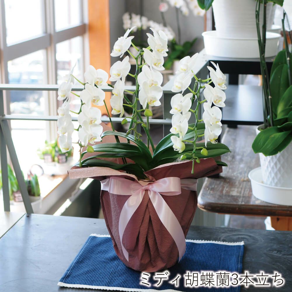 ミディ胡蝶蘭 ゴールデンマンボ 3本立 | 花工房エーデルワイス