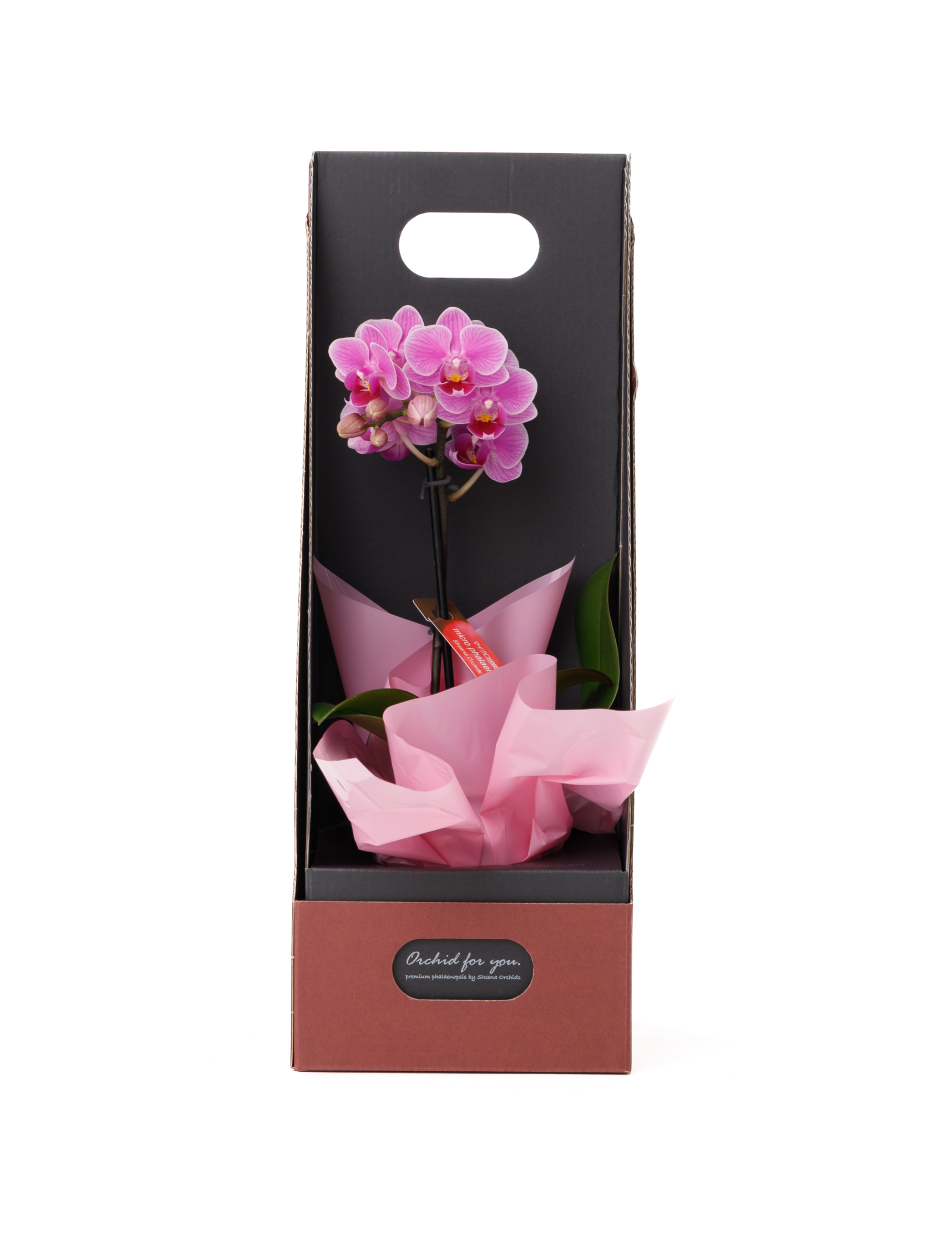 ミニ胡蝶蘭 ピンク 1本立ち 2WAYBOX入り（2.5号）｜Flower Smith Gift