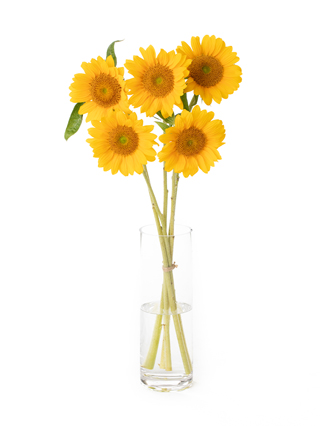 生花】ひまわり サンリッチフレッシュオレンジ【60cm/千葉県】｜Flower