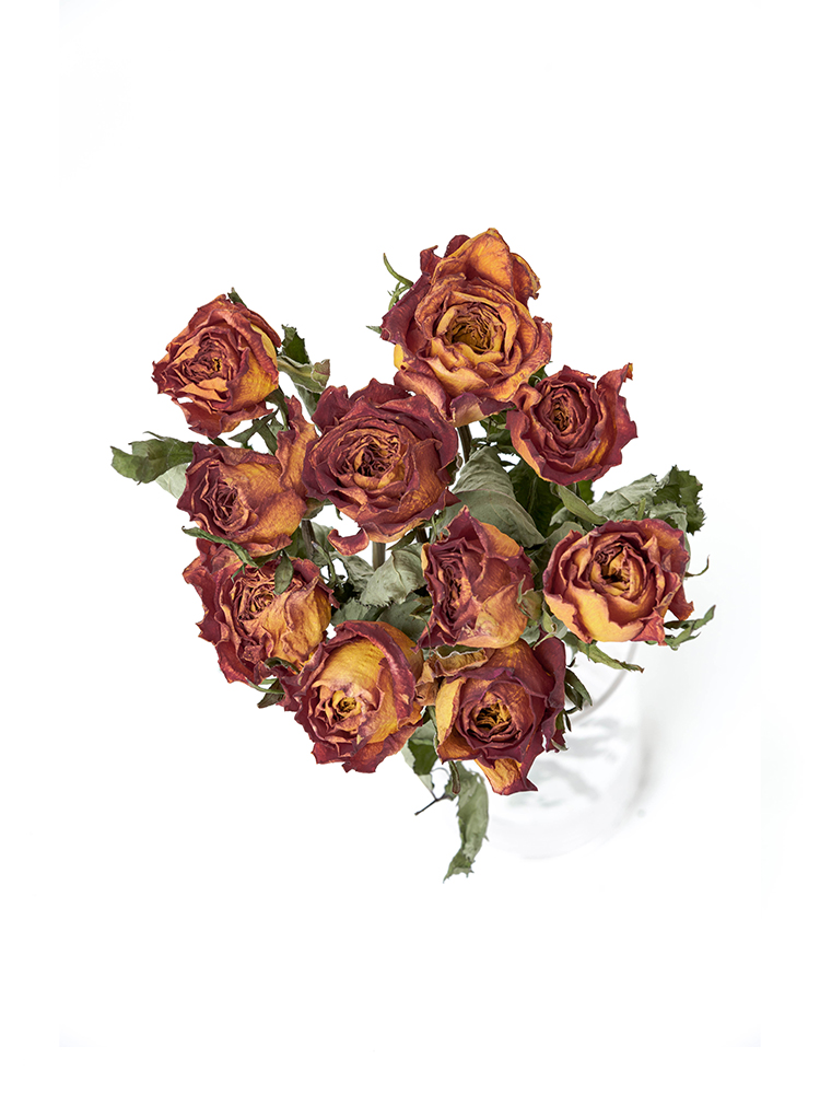 ドライ】バラ(オレンジ) 品種おまかせ【50cm】｜Flower Smith Market