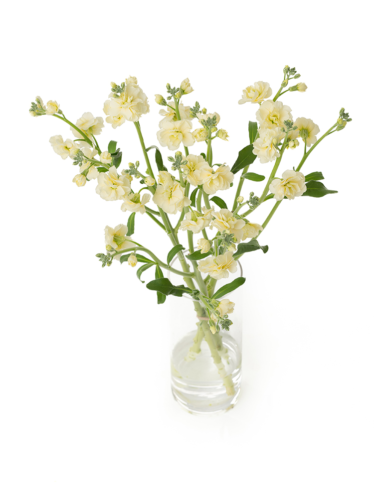 生花】スプレーストック イエローカルテット【黄/60cm/千葉県