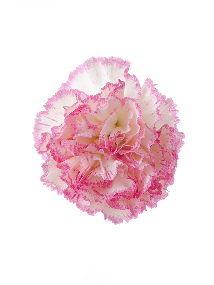 キムチ用冷蔵庫 ピンク花柄 ホワイト キムチ用冷蔵庫 ピンク花柄