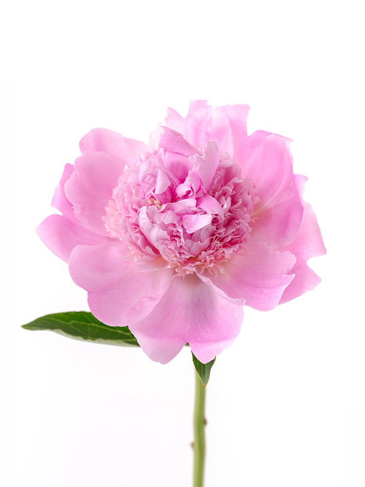 生花】芍薬(ピンク) 品種おまかせ【70cm/長野県】｜Flower Smith