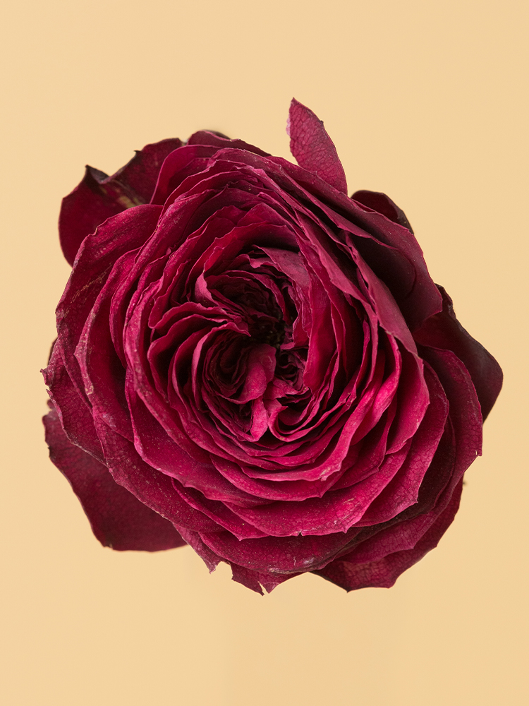 高級ドライ】バラ レッドラナンキュラ【赤/50cm】｜Flower Smith