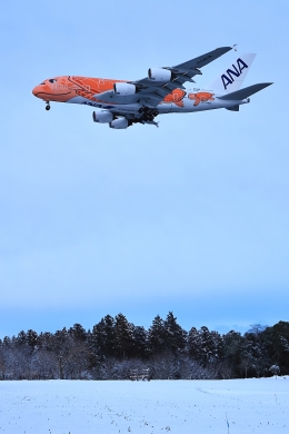 フライングホヌ ラー/3号機」特別塗装機 全日空 (A380 | JA383A
