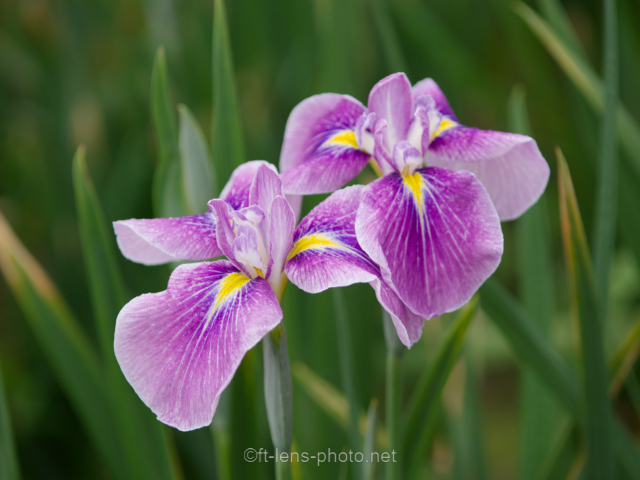 作例】OLYMPUS ZUIKO DIGITAL ED 35-100mm F2.0 – フォーサーズレンズ