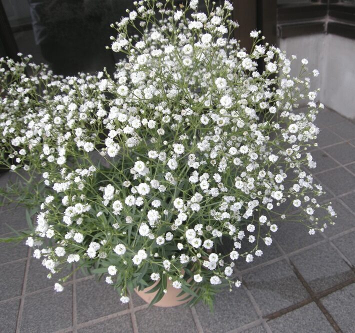 カスミソウの栽培方法 - 福花園種苗株式会社