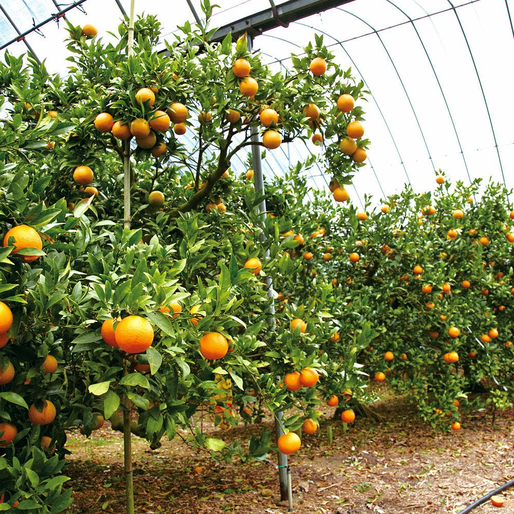 屋久島たんかん ご自宅用 3キロ 2L～Sサイズのギフト通販・お取り寄せ