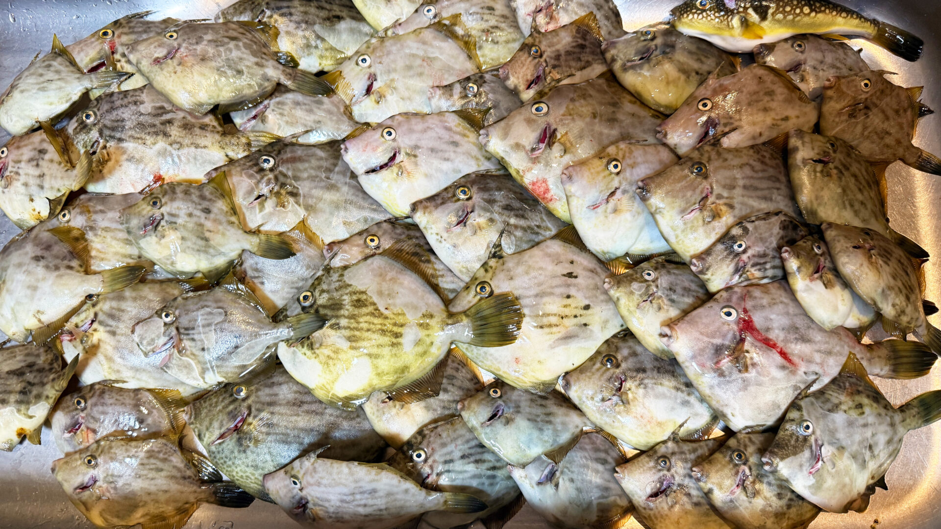 秋の東京湾で50枚突破！アルファソニック166Lでカワハギ数釣りに挑戦