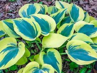 ギボウシ（ホスタ） 新・花と緑の詳しい図鑑