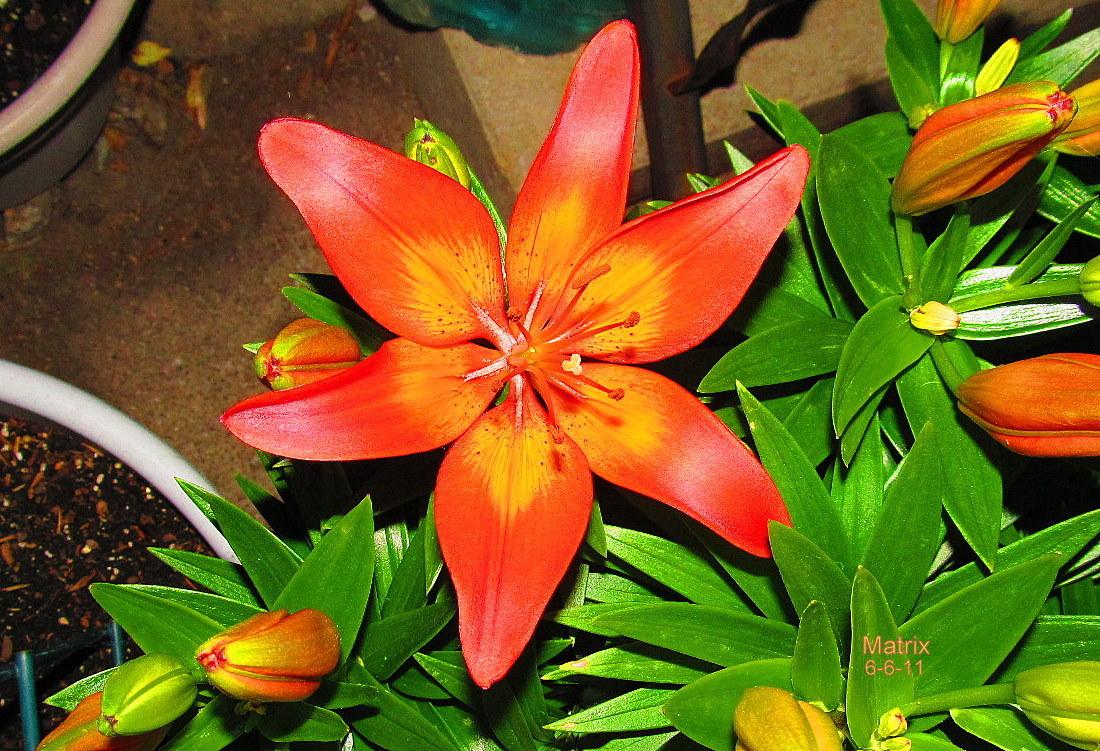 Lily (Lilium 'Matrix') in the Lilies Database - Garden.org