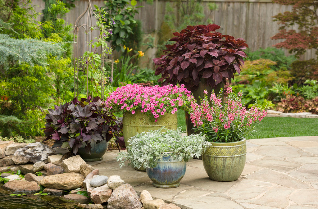 Supertunia Mini Vista® Hot Pink Petunia | Proven Winners