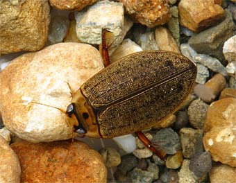 エゾヒメゲンゴロウ