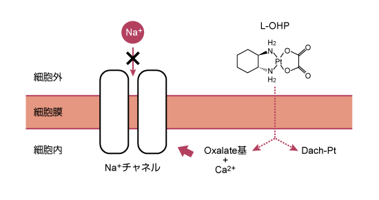 末梢神経障害｜副作用対策講座｜消化器癌治療の広場 GI cancer-net
