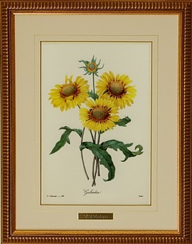 ルドゥーテ「ガイラルディア」ひまわりの絵（ヒマワリの絵）商品販売ページ