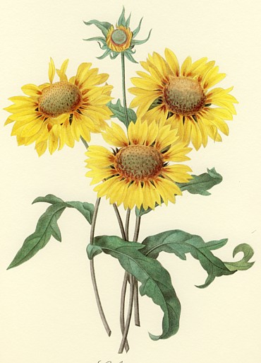 ルドゥーテ「ガイラルディア」ひまわりの絵（ヒマワリの絵）商品販売ページ