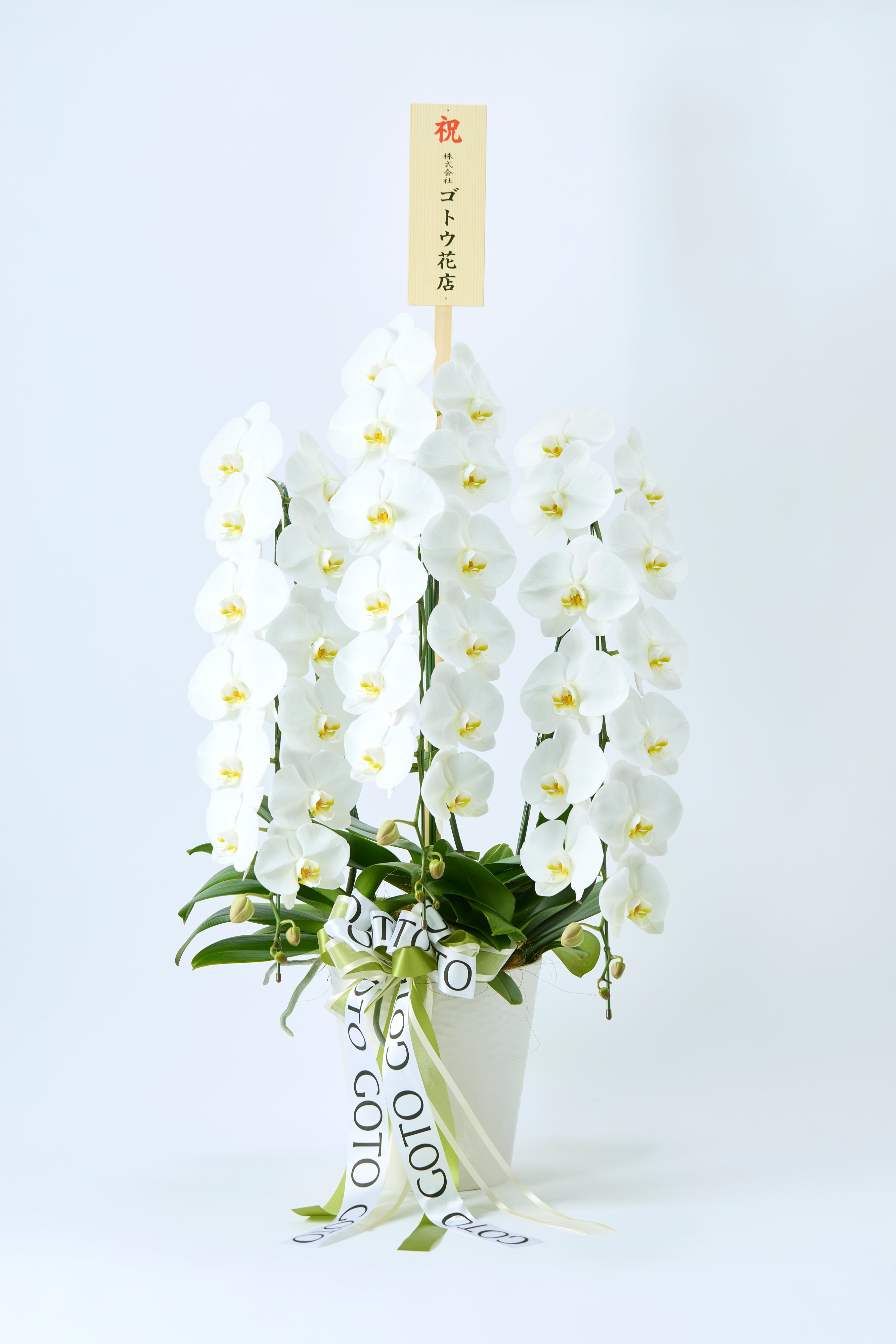 White Radiance（胡蝶蘭白3本立） I 花鉢-ゴトウフローリスト