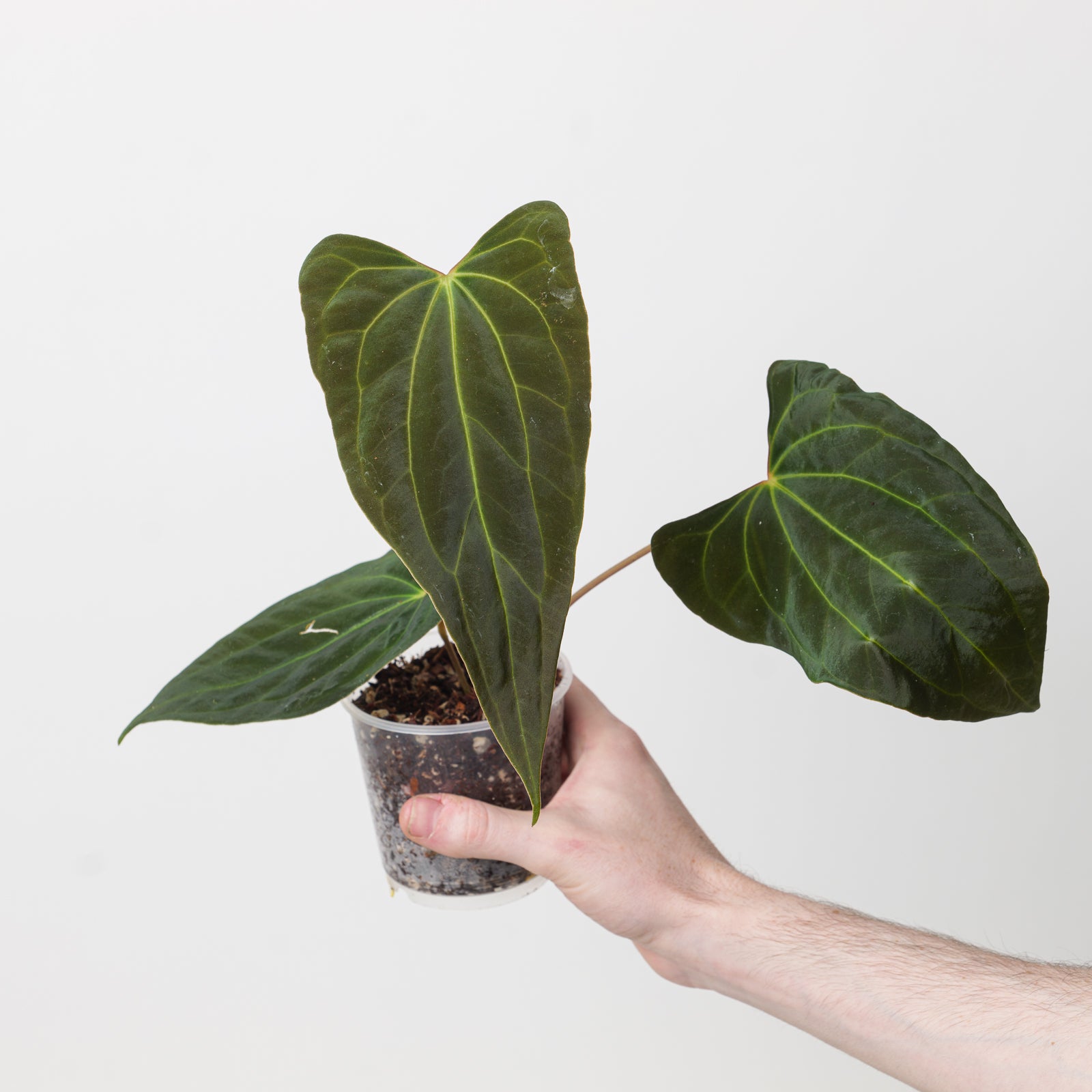 Anthurium papillilaminum 'Ree Gardens' x Ace of Spades (Tezula