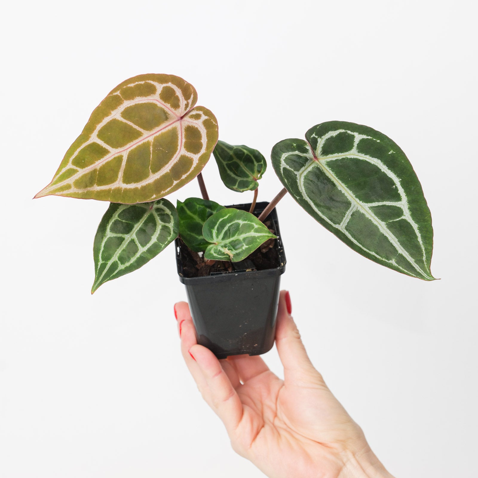 Anthurium Michelle® by DocBlock® | Plants | GrowTropicals.com