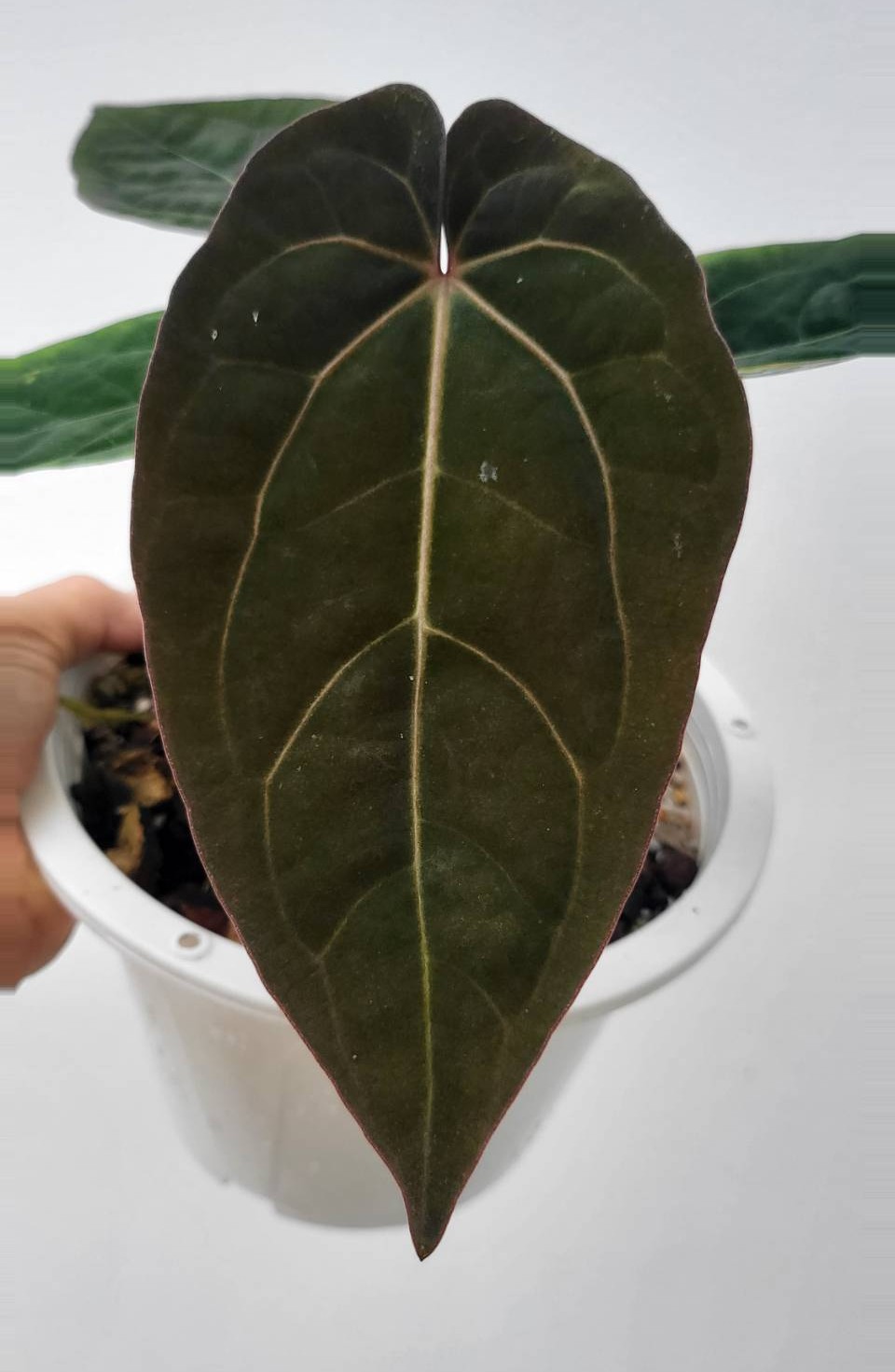 Tissue Culture Anthurium Ace of Spades | Rare Aroid | Greenboog