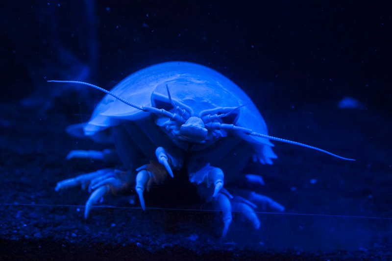 深海の神秘がここに！(沼津港深海水族館)｜ガッツレンタカー 富士店