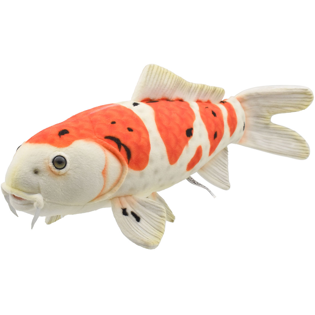 錦鯉 大正三色 52 | HANSA