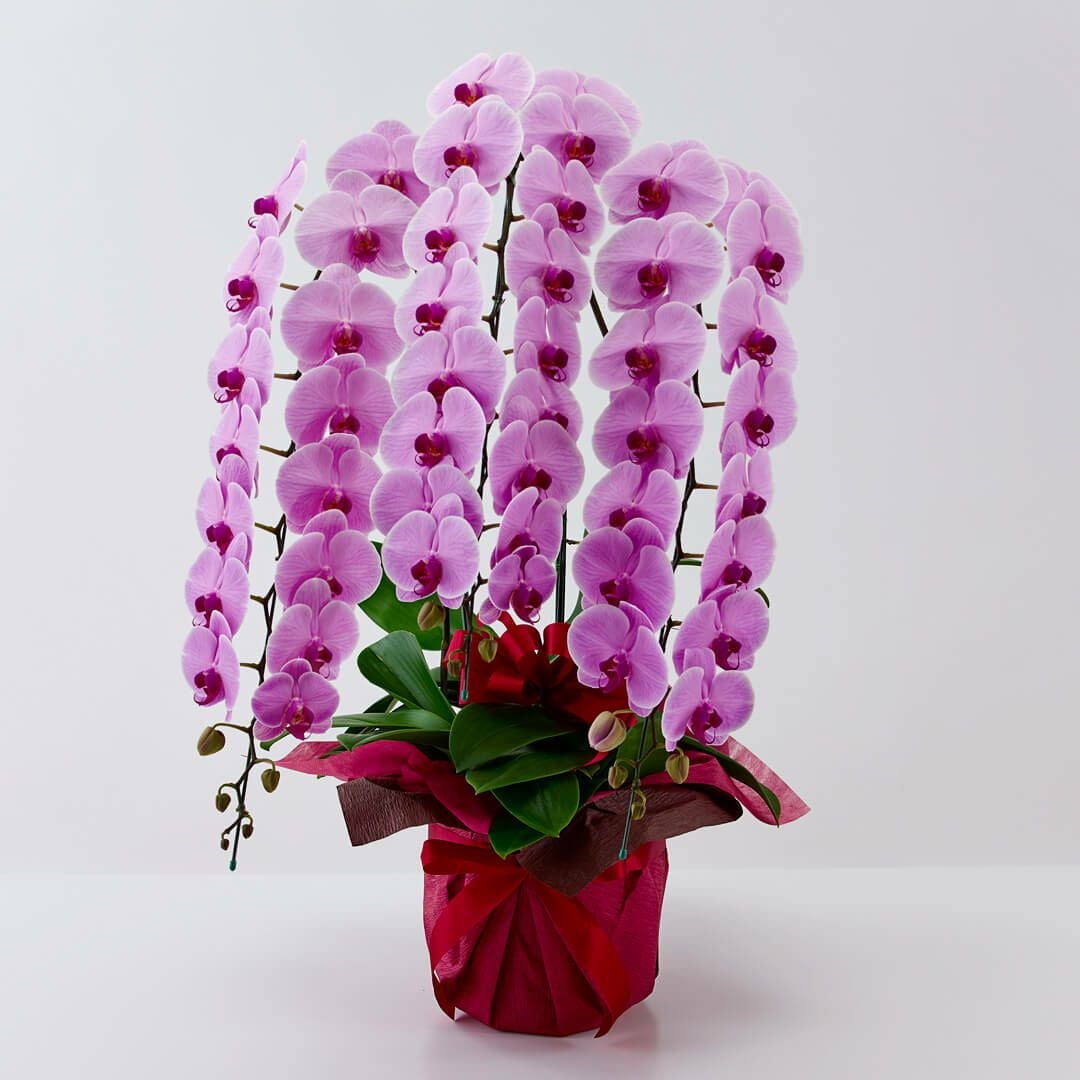 胡蝶蘭（大輪 3本立ち）｜青山花茂本店