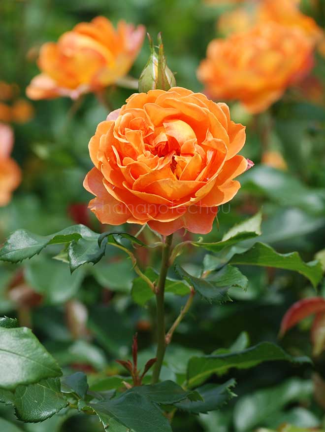 バラ ハニー キャラメル｜ROSE Honey Caramel｜花の手帖のwebバラ図鑑