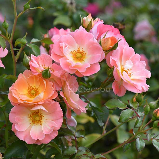 バラ ピーチ ドリフト｜ROSE Peach Drift®｜花の手帖のwebバラ図鑑