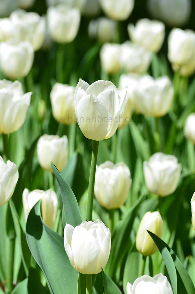 チューリップ ホワイトダイナスティ｜TULIP White Dynasty｜花の手帖の