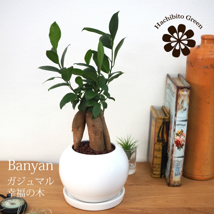 ガジュマル ホワイトポットアレンジ – 鉢人