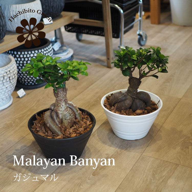 現品発送 幹太 ガジュマル 浅型鉢 – 鉢人