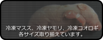 ピンキーポンプセットのご紹介 | 爬虫類倶楽部