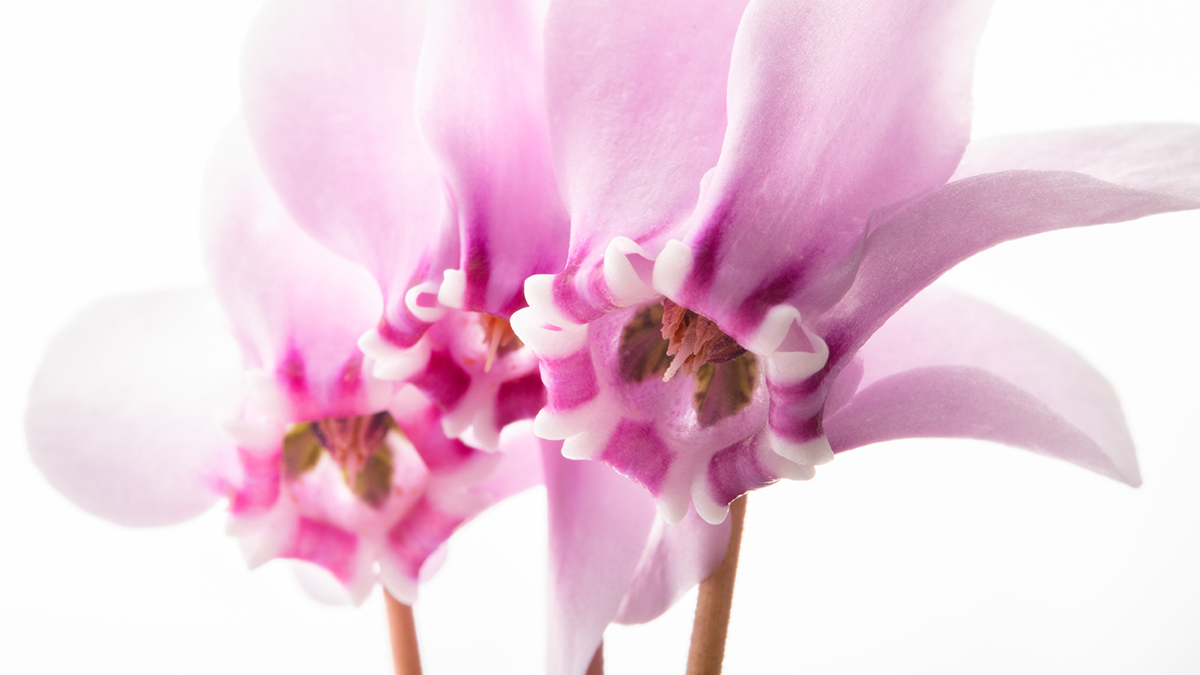 耐寒性シクラメン アヴァロン（世界初！F1原種系シクラメン） | 株式