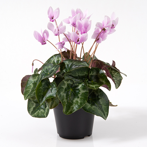 耐寒性シクラメン アヴァロン（世界初！F1原種系シクラメン） | 株式