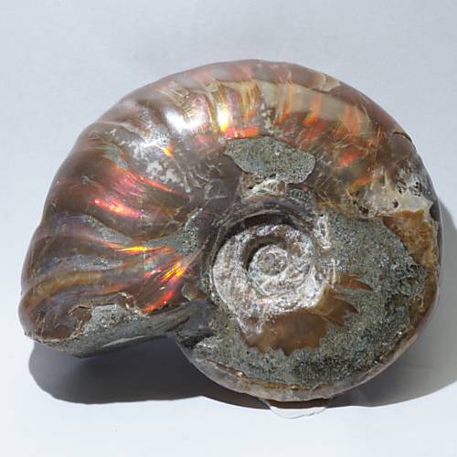 遊色アンモナイト (クリオニセラス) 化石 約42g＜天然石 化石 送料