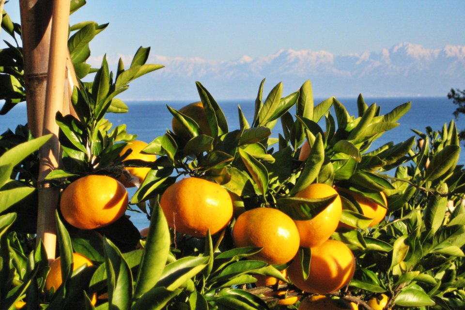 灘浦みかん – JA氷見市 – 氷見市農協