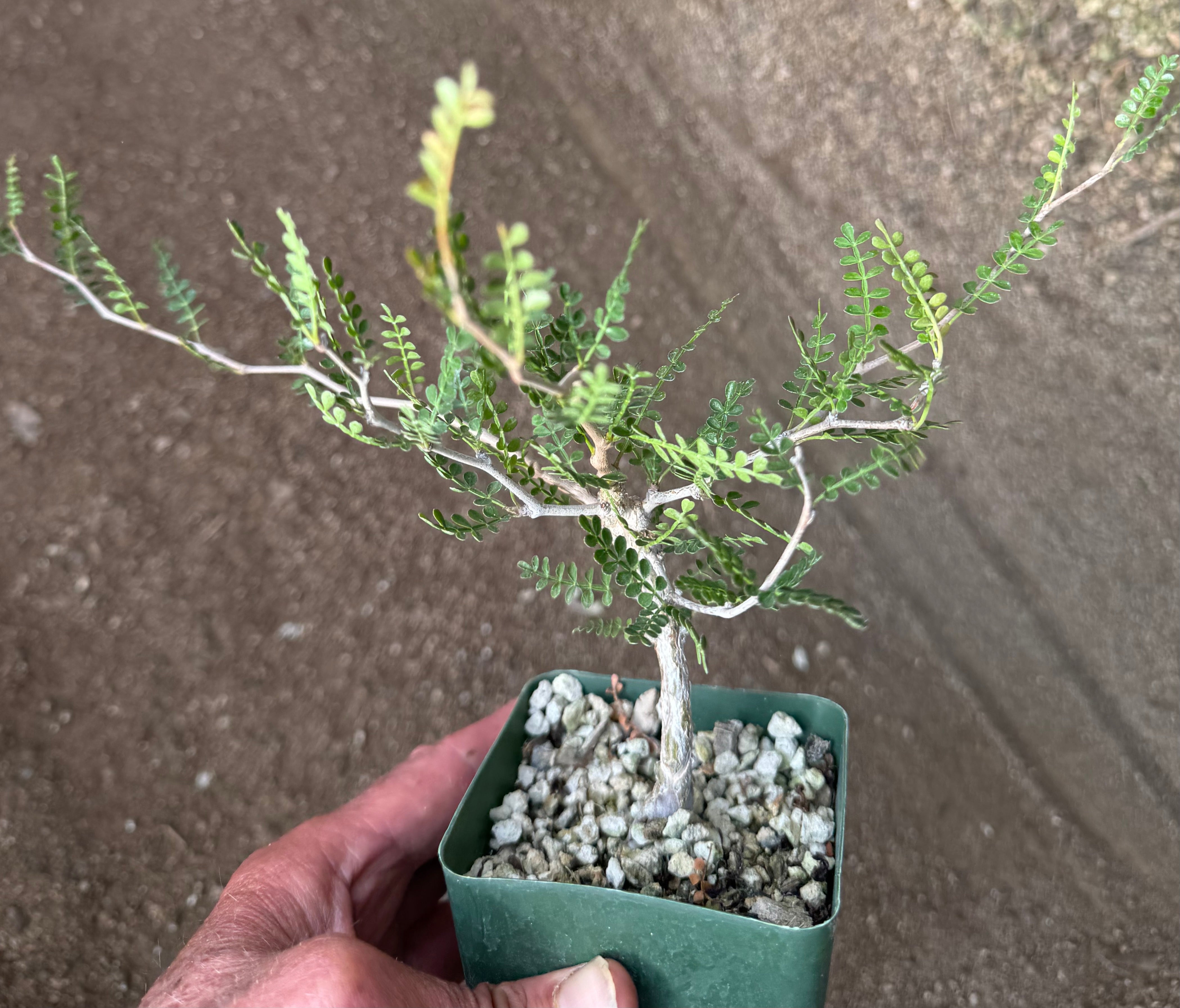 Operculicaria pachypus – Hidden Agave