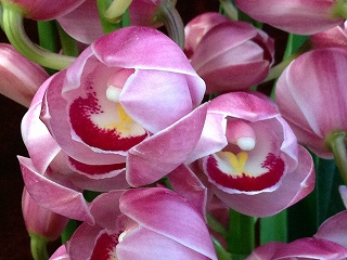 苺の雫 アーチ - 土方洋蘭園：花と緑に包まれた、胡蝶蘭,いちご狩り