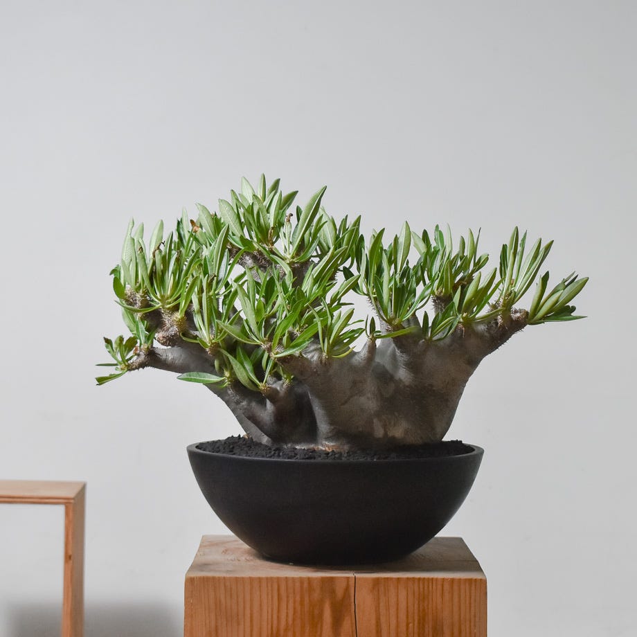 塊根植物・コーデックス、まだ知らないの？育て方と初心者向け品種など