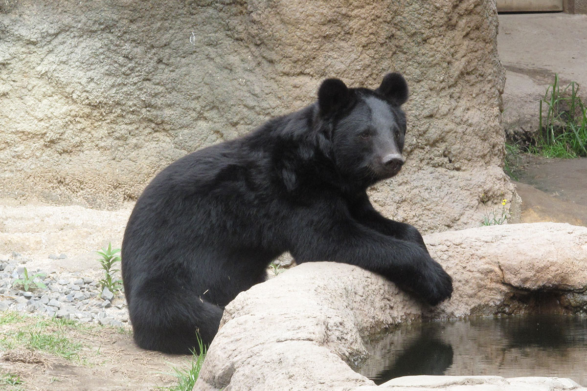 ツキノワグマ（ニホンツキノワグマ） - 平川動物公園公式サイト