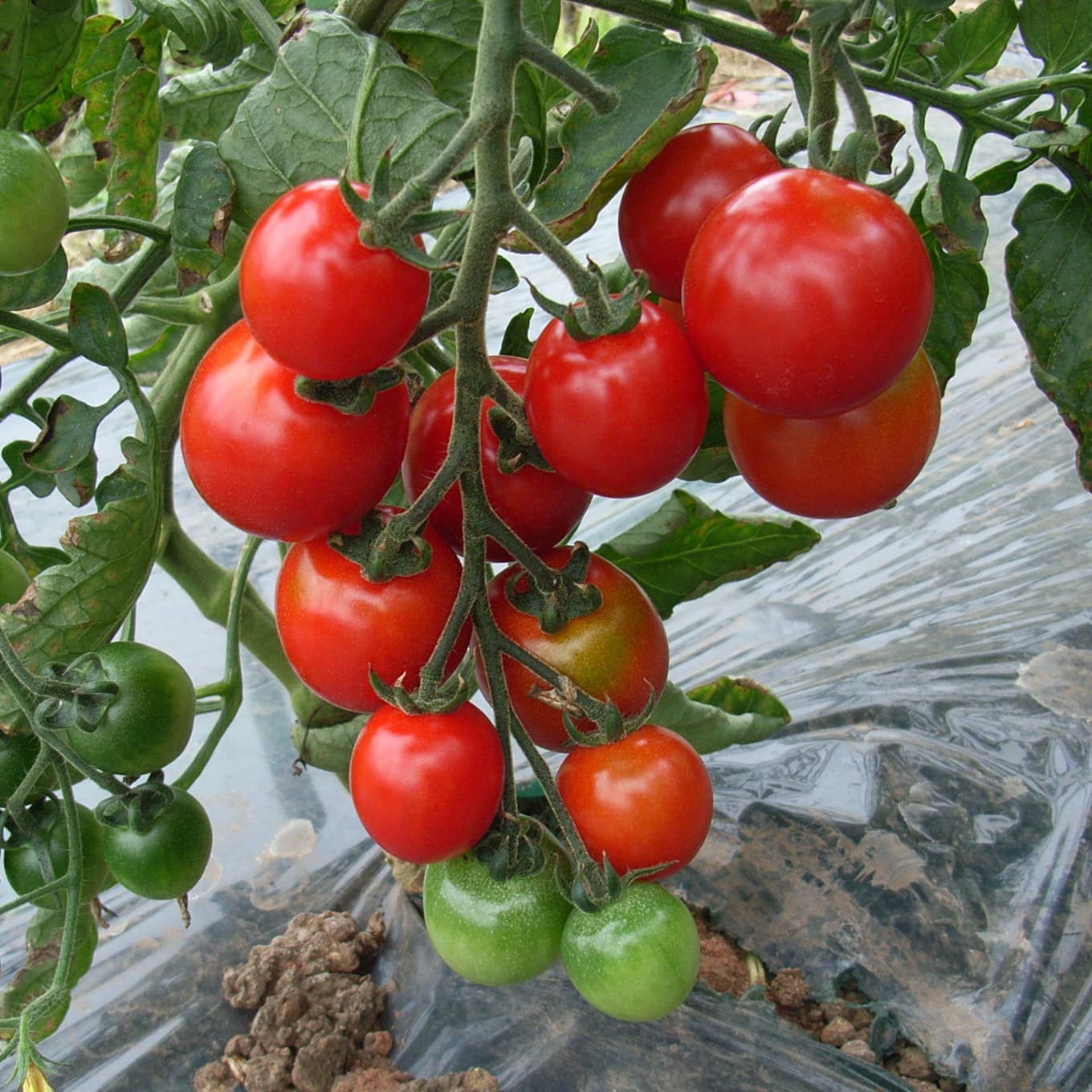 トマトジュース ラインナップ | 株式会社北王よいち