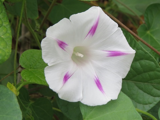 いろいろな朝顔