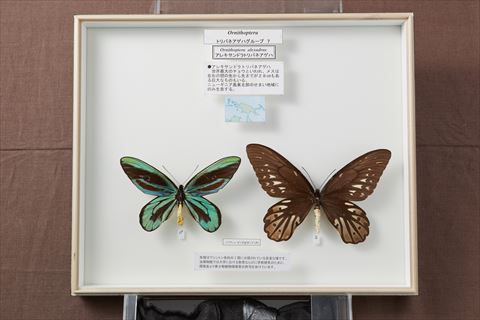 Nihon University, College MUSEUM of Bioresource Sciences.