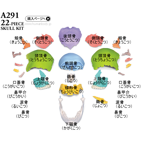 頭蓋の構造・頭蓋骨の名称｜ヒューマンボディ