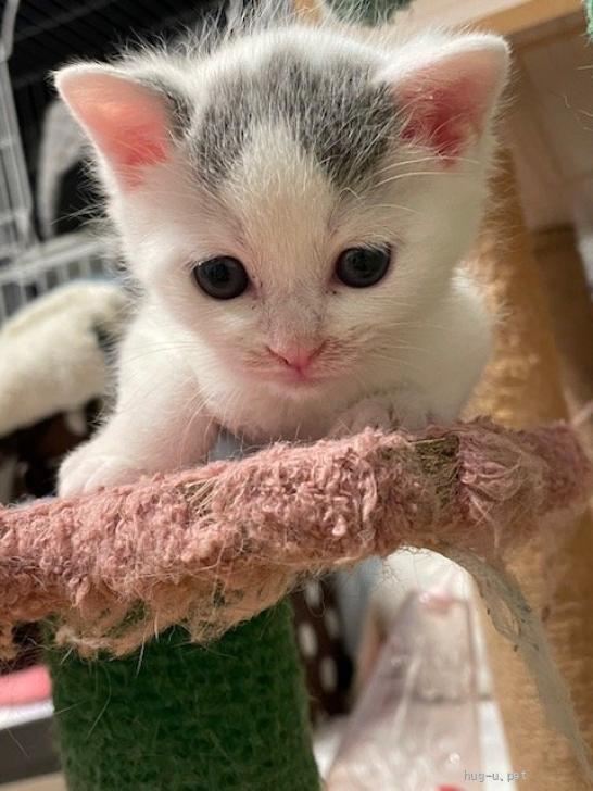 猫の里親募集】神奈川県・雑種・3/30譲渡会参加 白グレーの男の子
